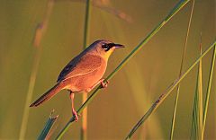 Gray-crowned Yellowthroat